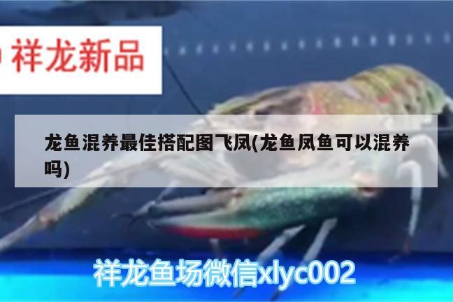 龍魚混養最佳搭配圖飛鳳(龍魚鳳魚可以混養嗎)