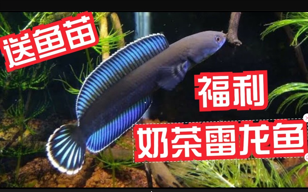 奶茶雷龍魚配對需要注意什么事項呢