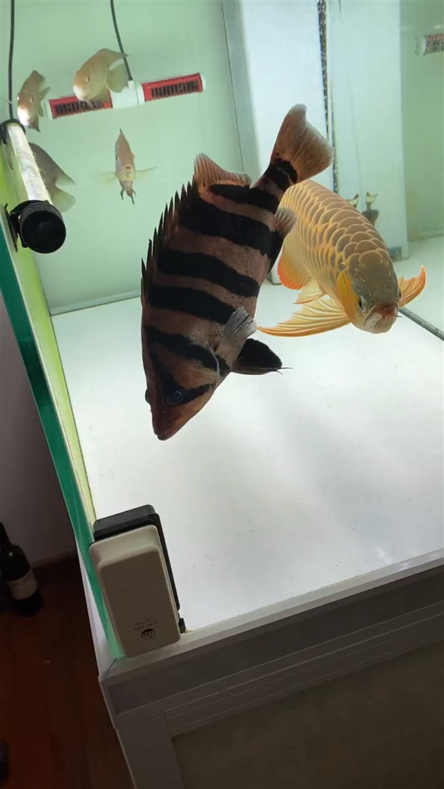虎魚內(nèi)蒙的問題請教大神幫忙指點