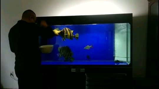 龍魚虎魚斷食何憂？