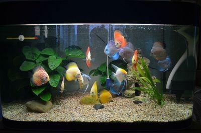 住家魚(yú)缸怎么樣擺放，客廳魚(yú)缸設(shè)計(jì)靈感