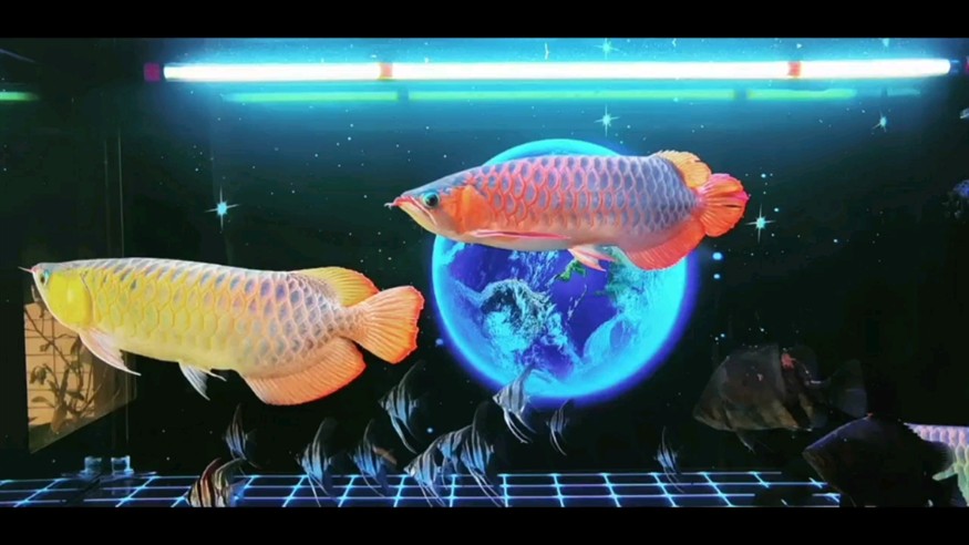 三龍埃及虎魚大混養(yǎng)