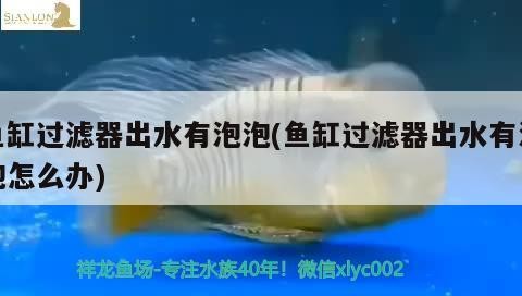 三湖黃金虎和橙虎魚的區別，三湖慈鯛黃金虎和三湖慈鯛黃金虎的區別