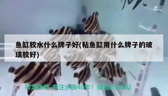 三湖黃金虎和橙虎魚的區別，三湖慈鯛黃金虎和三湖慈鯛黃金虎的區別