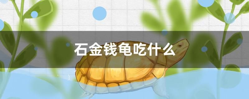 石金錢龜吃什么