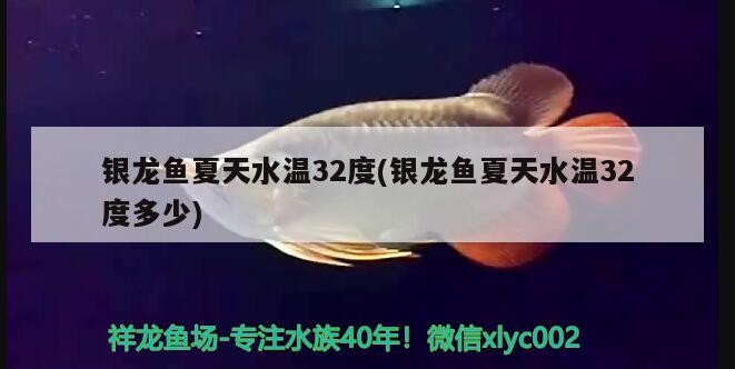 銀龍魚夏天水溫32度(銀龍魚夏天水溫32度多少)