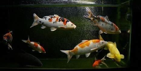 吃的鯉魚能在魚缸養嗎：錦鯉魚的養殖注意事項錦鯉魚的養殖注意事項