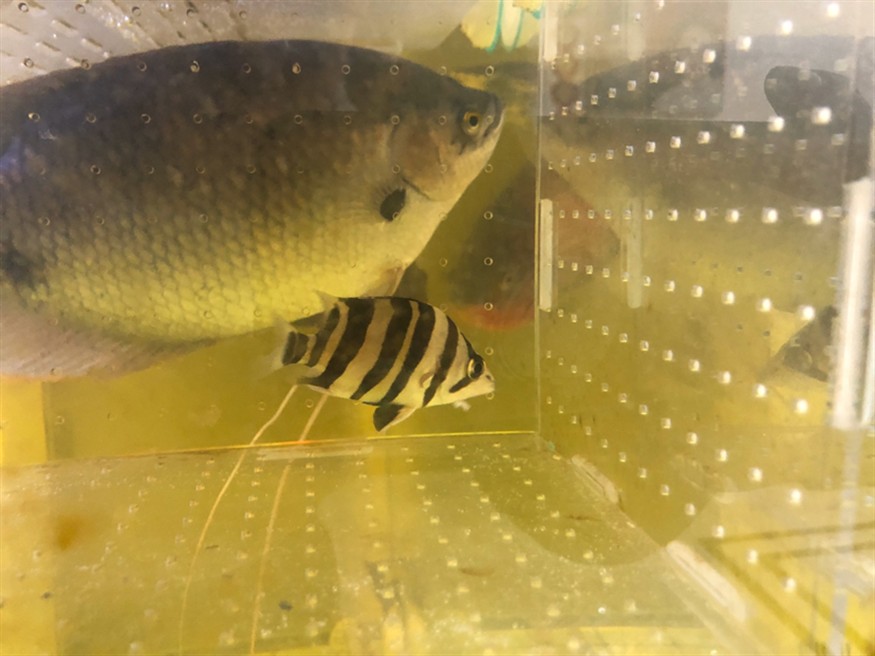 6公分虎魚除了紅蟲什么都不吃怎么辦？