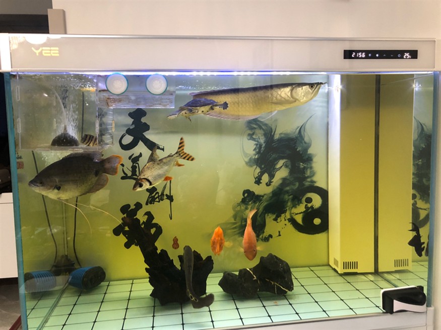 6公分虎魚除了紅蟲什么都不吃怎么辦？