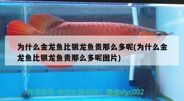 為什么金龍魚(yú)比銀龍魚(yú)貴那么多呢(為什么金龍魚(yú)比銀龍魚(yú)貴那么多呢圖片)