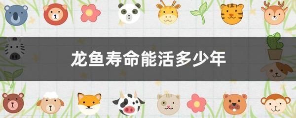 龍魚苗怎么養，如何養好龍魚苗