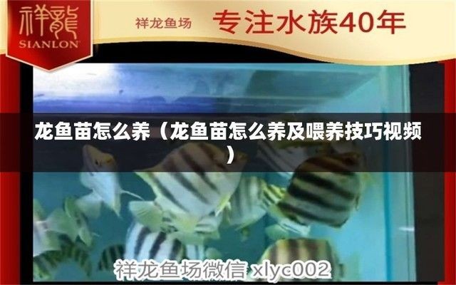 龍魚苗怎么養，如何養好龍魚苗