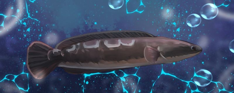 大鉛筆魚好養嗎大鉛筆怎么養