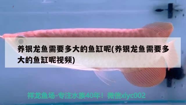 養(yǎng)銀龍魚需要多大的魚缸呢(養(yǎng)銀龍魚需要多大的魚缸呢視頻)