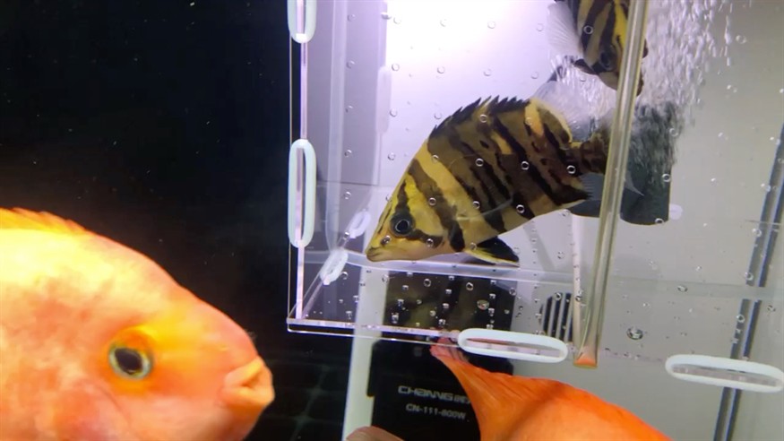 擔驚受怕的小虎魚