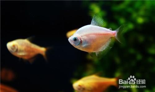 白點病好了后魚缸如何清理干凈：魚缸消毒方法魚缸消毒方法魚缸消毒治療方法