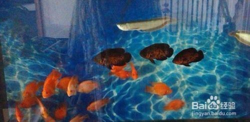 白點病好了后魚缸如何清理干凈：魚缸消毒方法魚缸消毒方法魚缸消毒治療方法