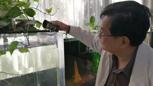 印尼紅龍魚多少錢一條魚（印尼紅龍魚怎么養(yǎng)） 印尼紅龍魚多少錢一條魚（印尼紅龍魚怎么養(yǎng)） 紅龍魚百科 第2張
