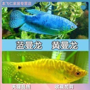 養(yǎng)龍魚(yú)需要24小時(shí)打氧嗎