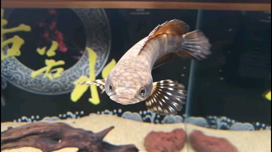 幻彩紅寶石雷龍與虎魚混養