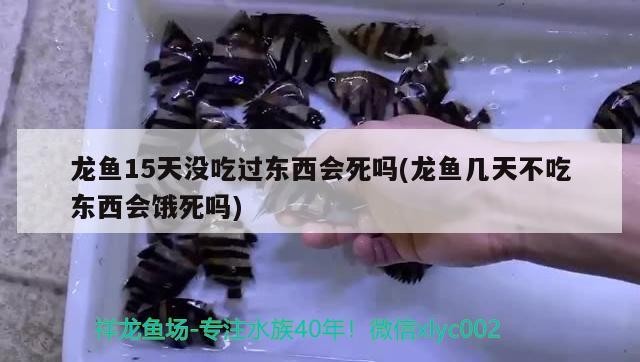 金龍魚和虎魚能混養嗎：金龍魚和虎魚能混養嗎圖片