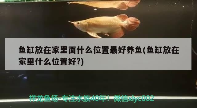 金龍魚和虎魚能混養嗎：金龍魚和虎魚能混養嗎圖片