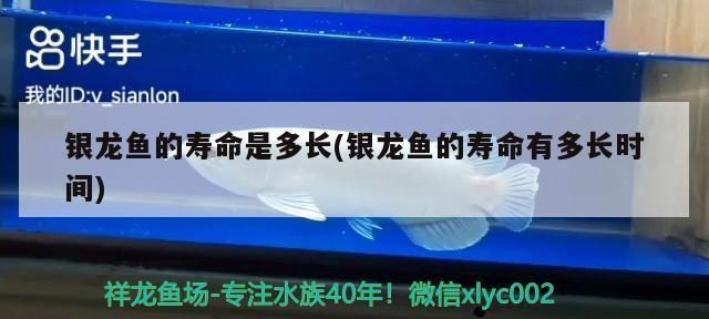 銀龍魚的壽命是多長(銀龍魚的壽命有多長時間)