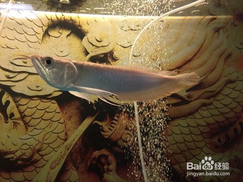 泰安市泰山區海之韻水族館（泰安市泰山區海之韻水族館電話）