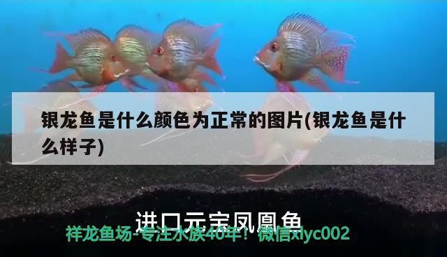 銀龍魚是什么顏色為正常的圖片(銀龍魚是什么樣子)