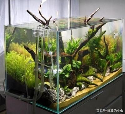 白色魚缸養什么魚好