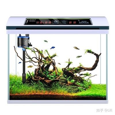 白色魚缸養什么魚好