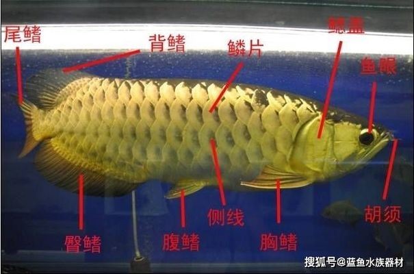 紅龍魚圖片大全大圖霸氣頭像高清（紅龍魚圖片大全大圖霸氣頭像高清版）