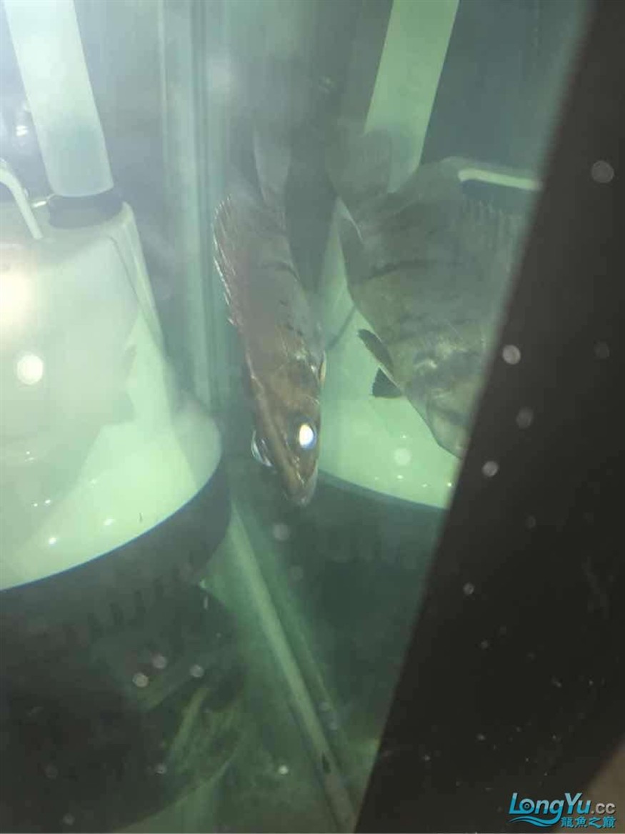 大神幫忙看看小虎魚怎么了 大神幫忙看看小虎魚怎么了 虎魚百科 第1張