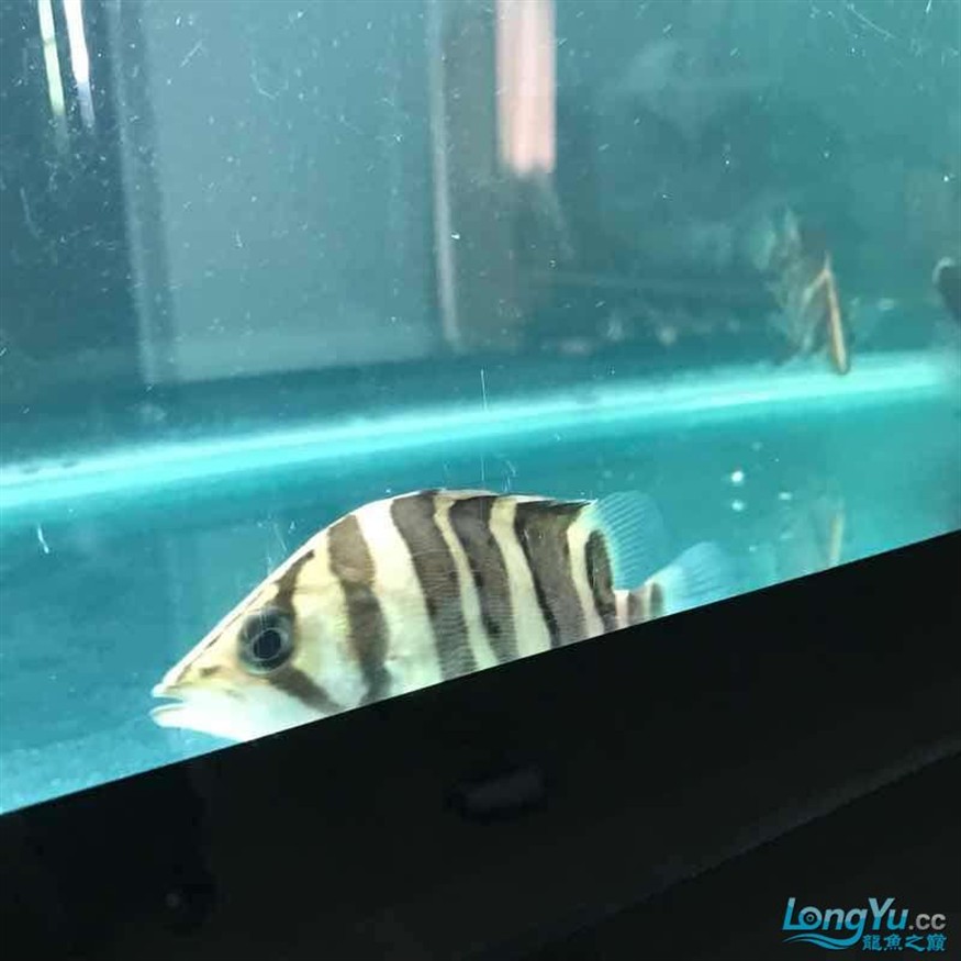 大神幫忙看看小虎魚怎么了 大神幫忙看看小虎魚怎么了 虎魚百科 第3張