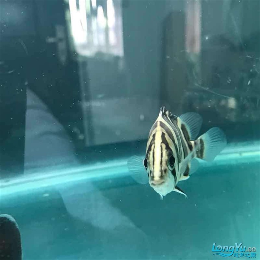 大神幫忙看看小虎魚怎么了 大神幫忙看看小虎魚怎么了 虎魚百科 第2張