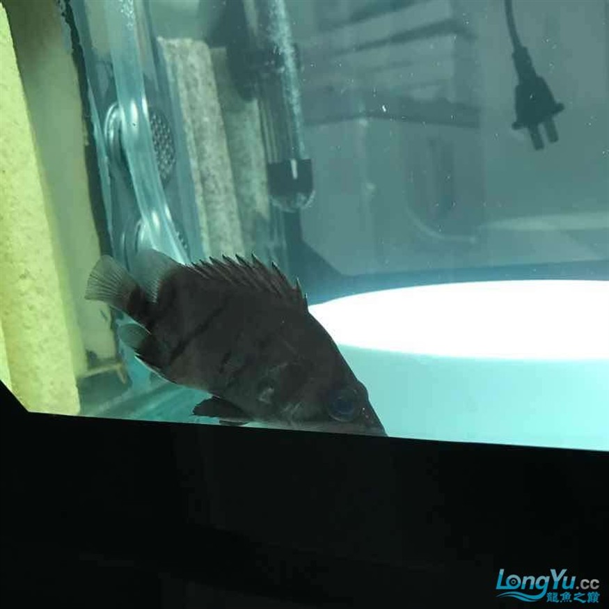 大神幫忙看看小虎魚怎么了 大神幫忙看看小虎魚怎么了 虎魚百科 第6張