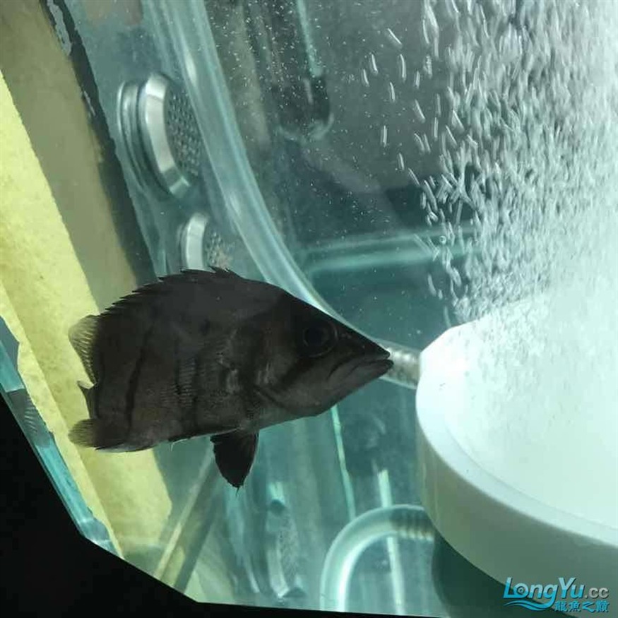 大神幫忙看看小虎魚怎么了 大神幫忙看看小虎魚怎么了 虎魚百科 第5張