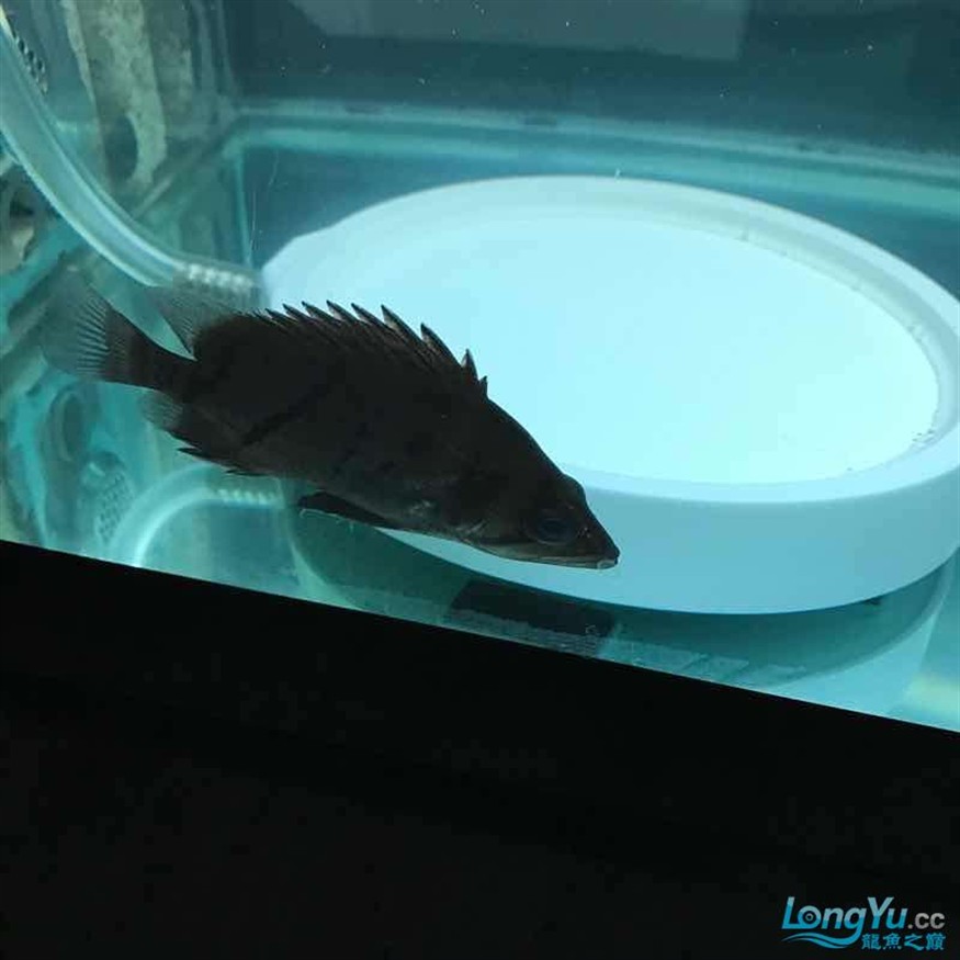 大神幫忙看看小虎魚怎么了 大神幫忙看看小虎魚怎么了 虎魚百科 第4張