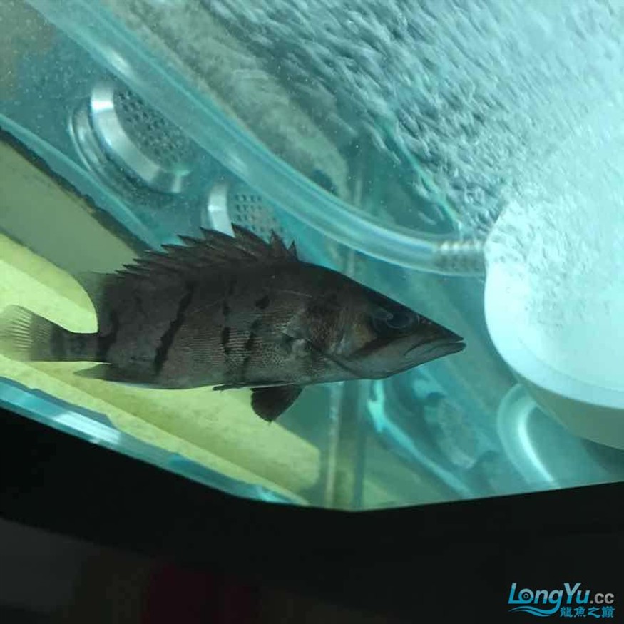 大神幫忙看看小虎魚怎么了 大神幫忙看看小虎魚怎么了 虎魚百科 第7張