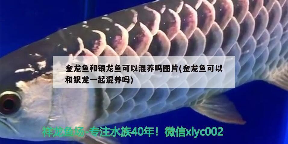 金龍魚和銀龍魚可以混養嗎圖片(金龍魚可以和銀龍一起混養嗎)
