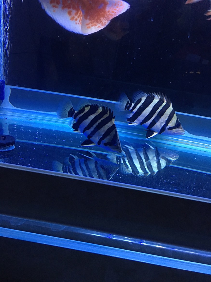 龍魚的適合溫度多少（龍魚的理想水溫可能會有所變化，養殖龍魚時需要密切關注）
