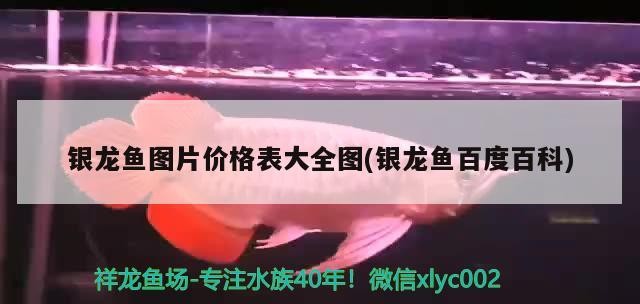 銀龍魚圖片價格表大全圖(銀龍魚百度百科)