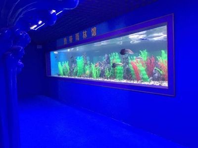 玻璃廠定制魚缸需要多少錢：定做魚缸的注意事項