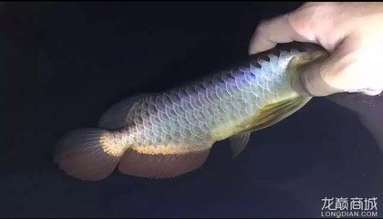25公分金龍魚多久爬背正常