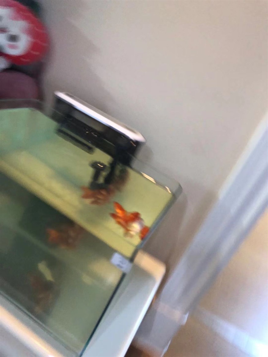 虎魚的糧食 虎魚的糧食 虎魚百科 第2張