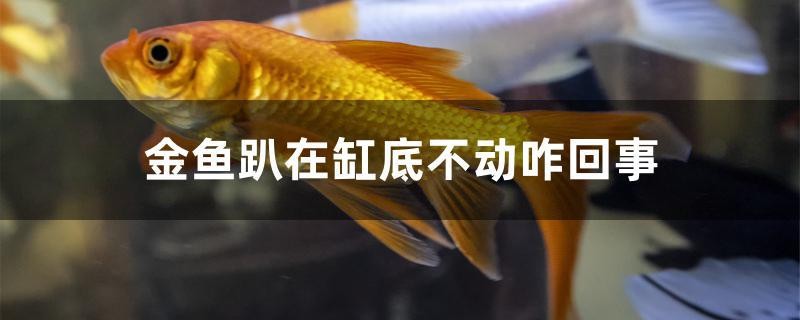 金魚趴在缸底不動咋回事