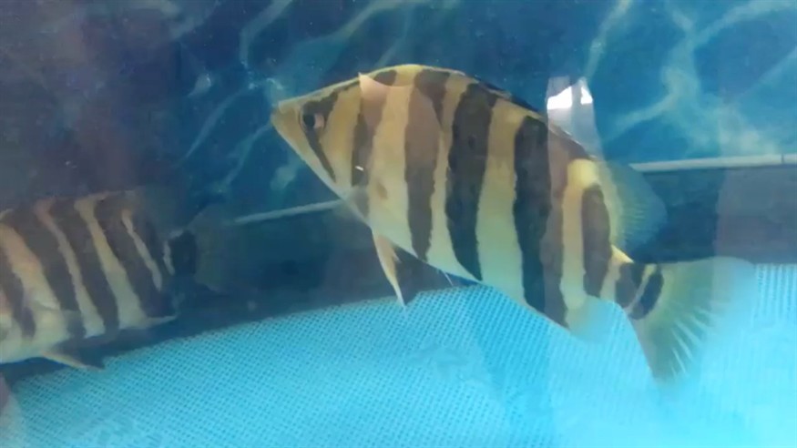 聽說虎魚會(huì)跳舞 虎魚百科 第1張 聽說虎魚會(huì)跳舞 聽說虎魚會(huì)跳舞 虎魚百科 第1張