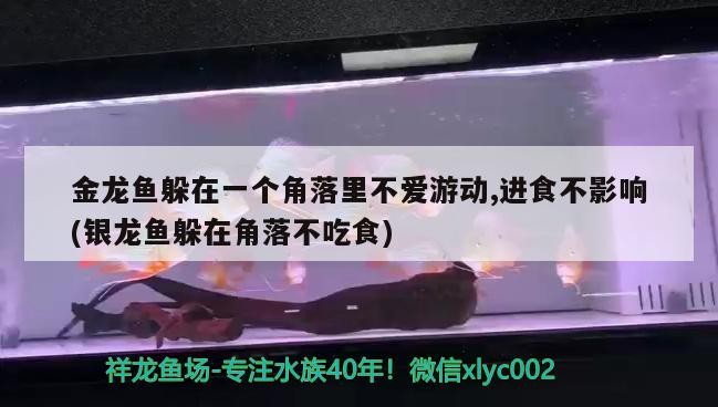 金龍魚躲在一個角落里不愛游動,進(jìn)食不影響(銀龍魚躲在角落不吃食) 金龍魚躲在一個角落里不愛游動,進(jìn)食不影響(銀龍魚躲在角落不吃食) 銀龍魚百科