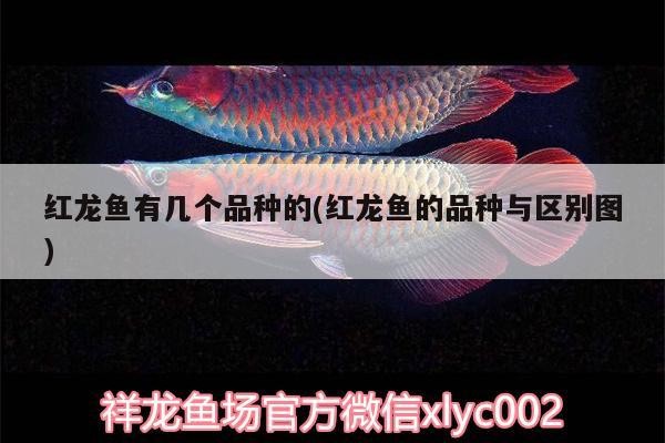 論雜虎魚夠不夠皮實