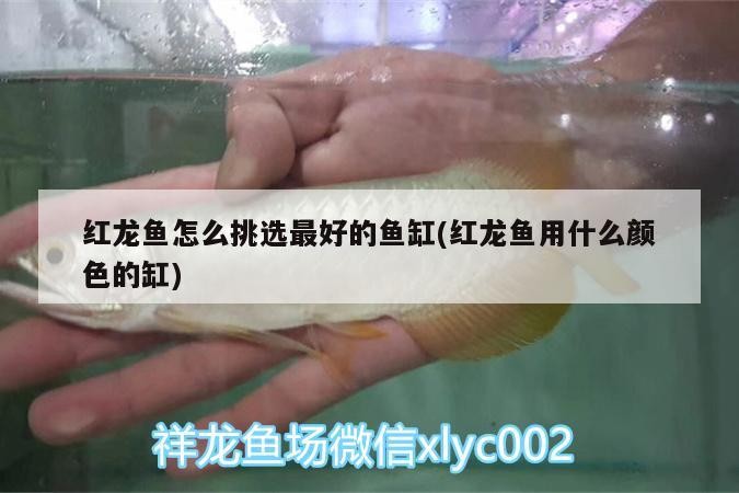 論雜虎魚夠不夠皮實